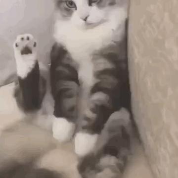 猫咪小百科猫咪身上的神秘小开关,猫咪身上那些神奇的小开关