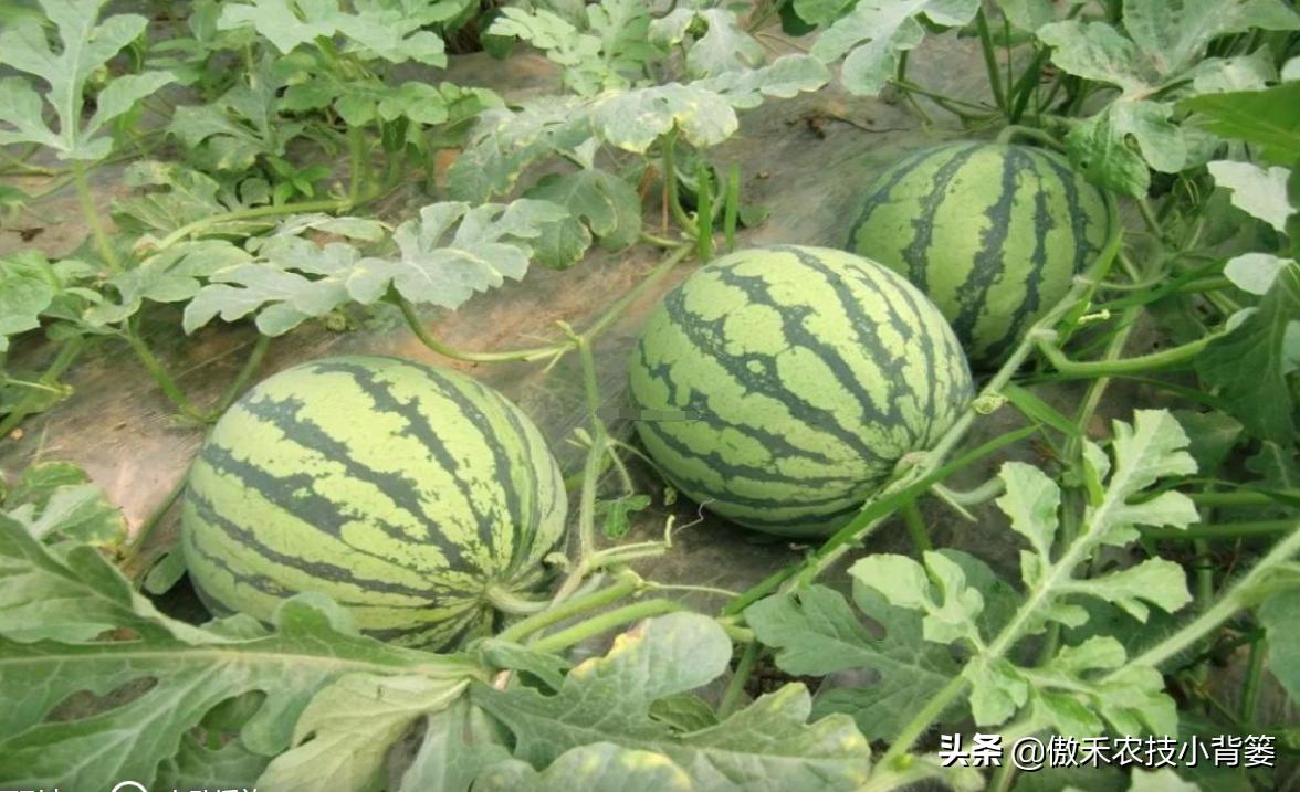 甜王西瓜种植全套技术,金纯甜王西瓜种植前景