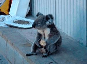 澳大利亚森林大火鸭嘴兽灭绝了吗,澳大利亚鸭嘴兽面临灭绝新闻