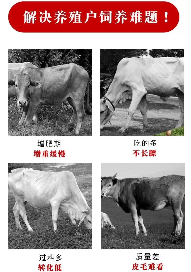 花生秧喂牛羊有什么好处？