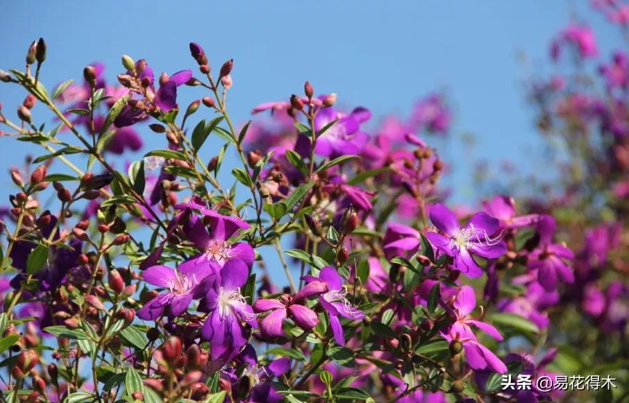 牡丹和观赏牡丹区别,牡丹的形态特征与什么花不同