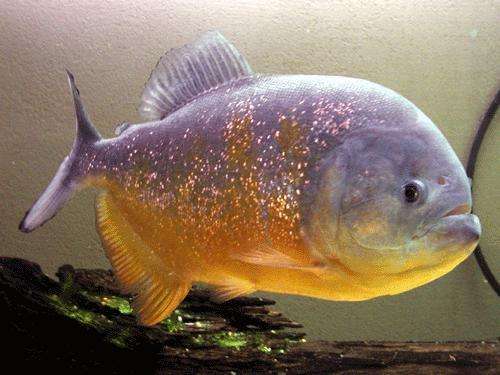 极具攻击性的观赏鱼有哪些,常见的攻击性强的观赏鱼