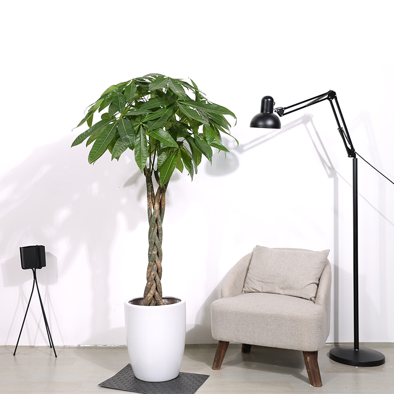 招财进宝马上来财正确摆放位置,招财和守财如何摆放