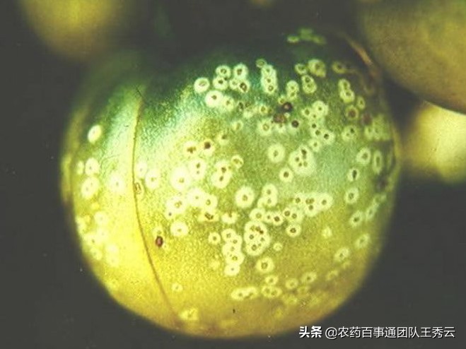 番茄溃疡病怎么办，看看专家怎么说