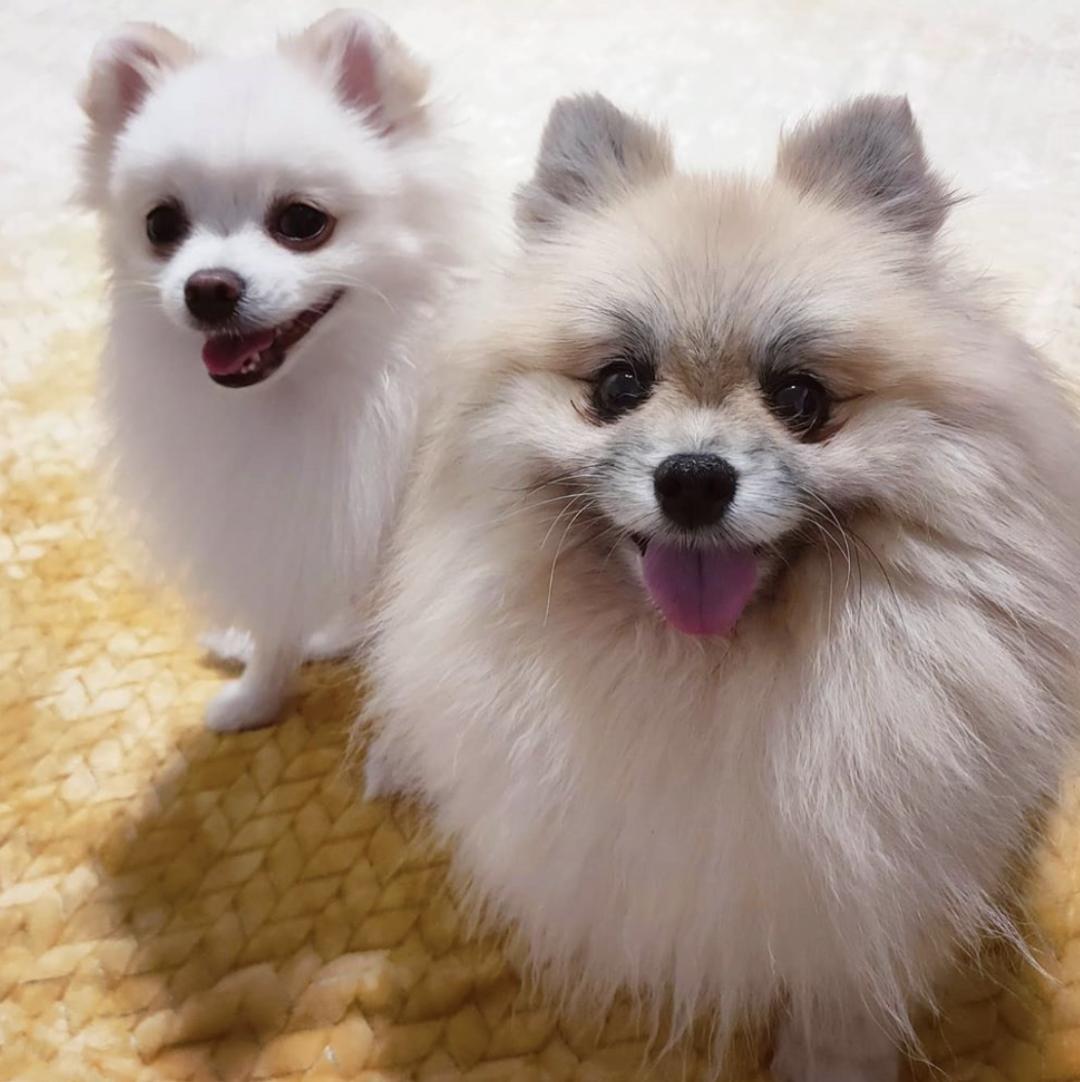 盘点二十种忠爱满世界的萌犬,萌犬系列都有啥