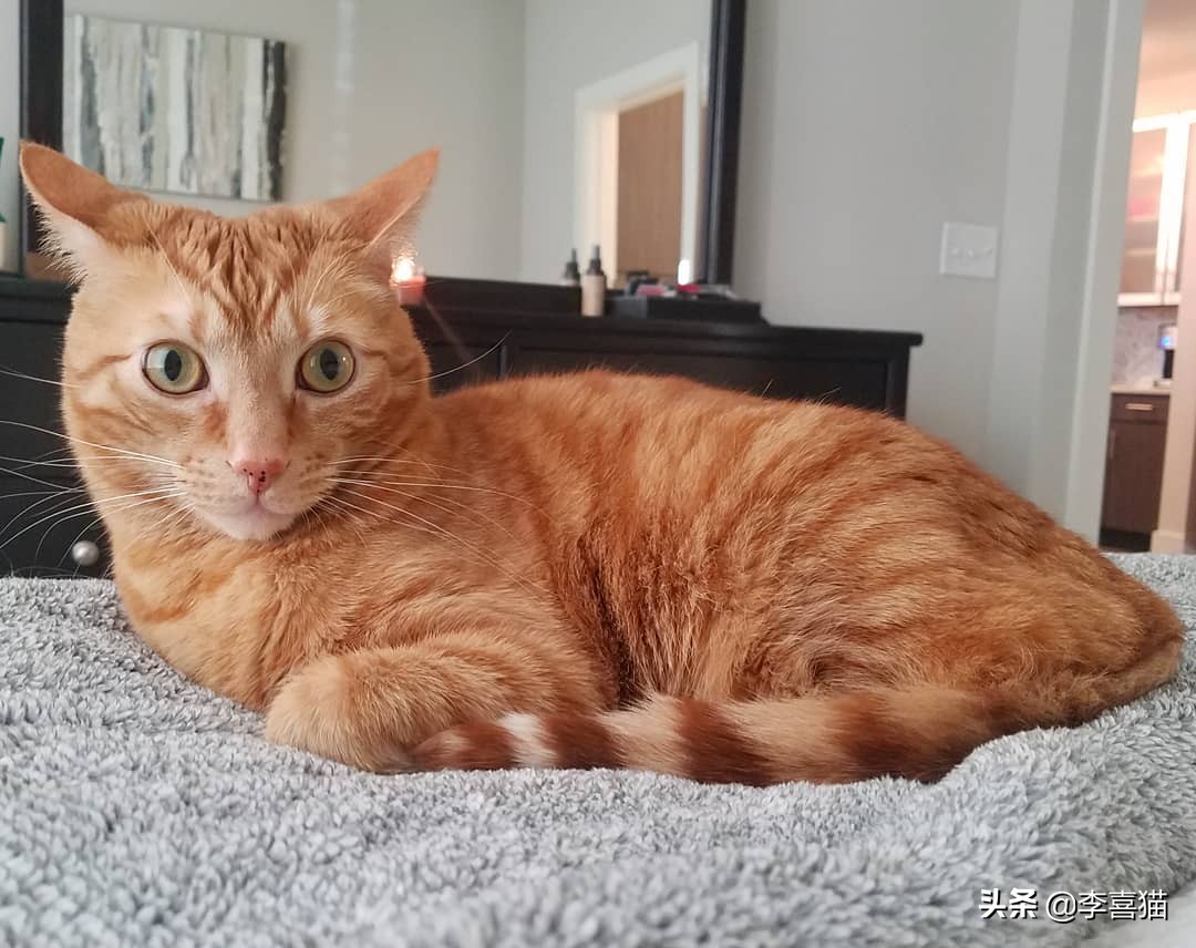 黄瓜吓唬猫会应激吗,盘点猫咪被黄瓜吓一跳的瞬间