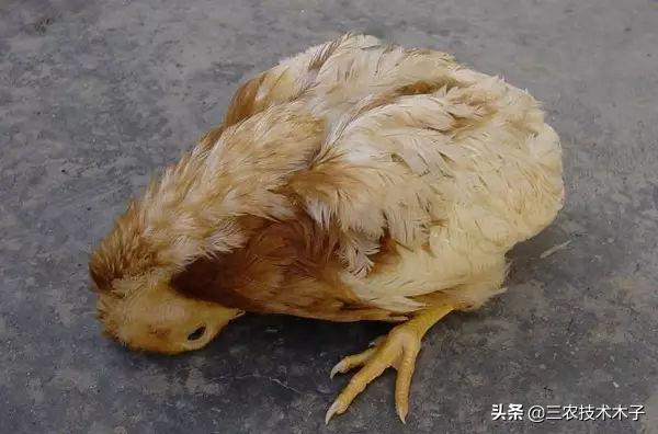 死亡率高达80%到90%的新城疫，养鸡人最怕的病，这两种药能帮到你