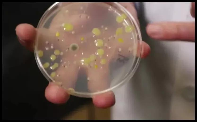 口红别人使用过的会携带细菌吗,专柜口红试用装会传染疾病吗