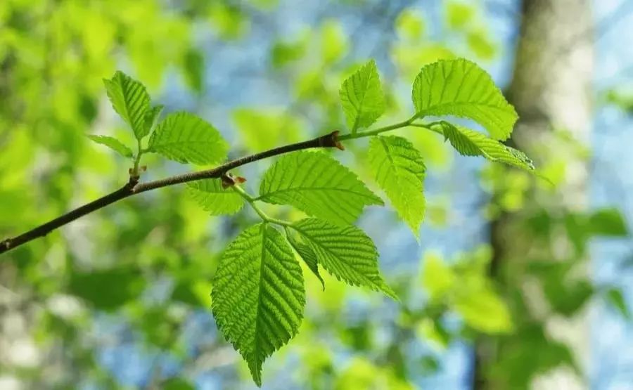 中梁印江南热销解读|阔境低密洋房,臻藏诗意风华