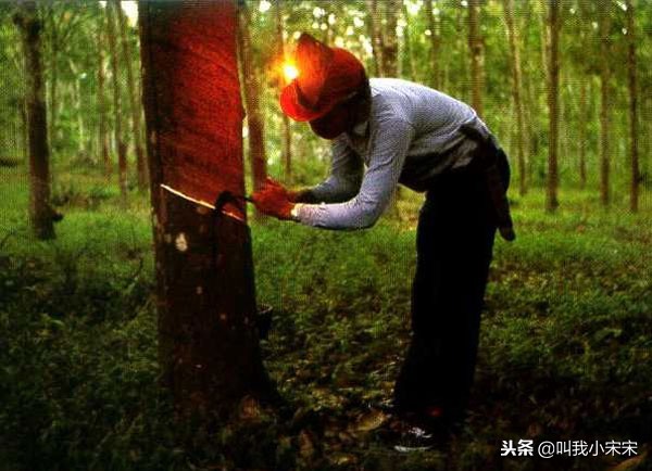 越南莲亚乳胶床垫价格,越南莲娜乳胶床垫