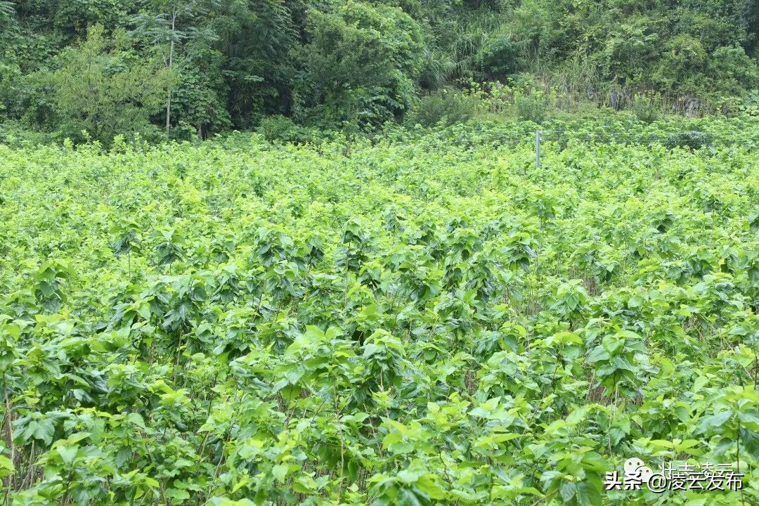 【走向我们的小康生活】一对创业致富贤伉俪——记凌云县加尤镇磨贤村刘正和、朱丽菊