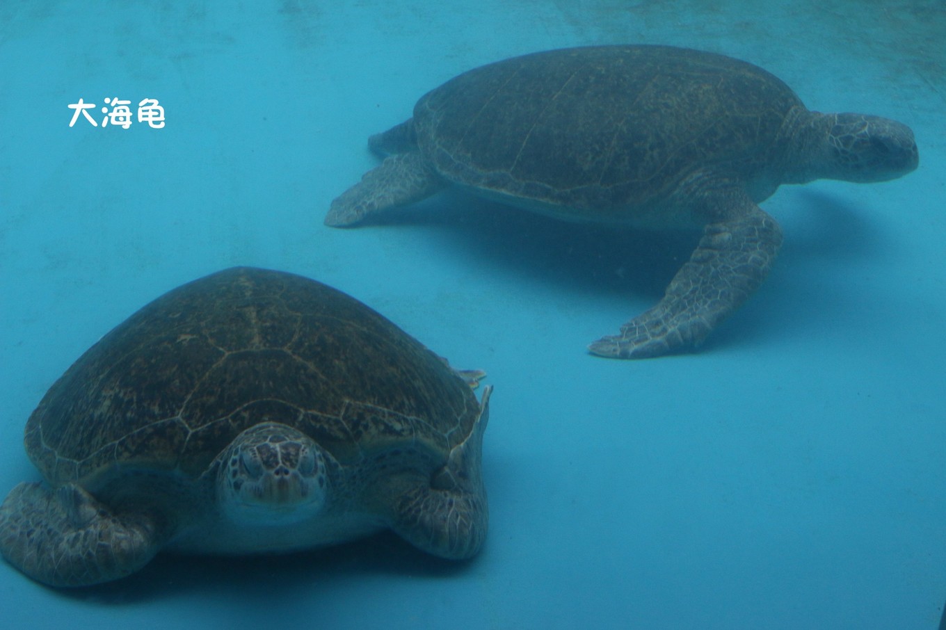 珠海长隆海洋王国攻略三天两夜,珠海长隆海洋王国必玩十大项目