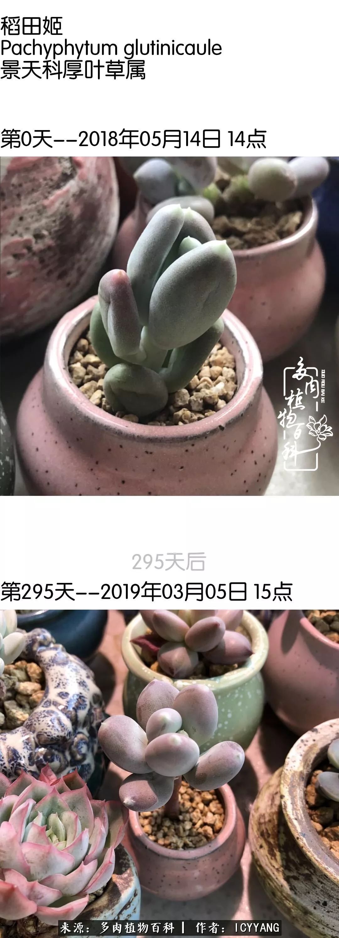 多肉隔着玻璃晒太阳效果好吗,隔着玻璃养的多肉照样长得好