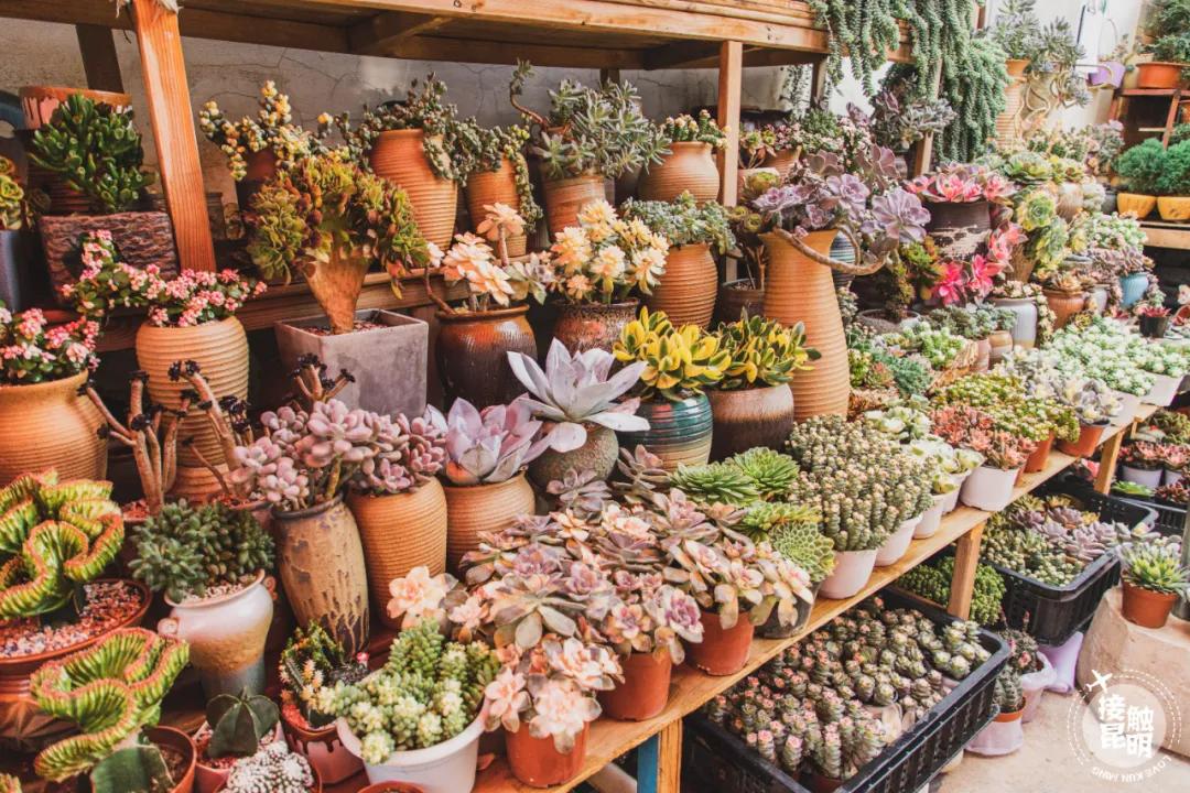 逛逛园博花鸟市场,园博花鸟市场攻略