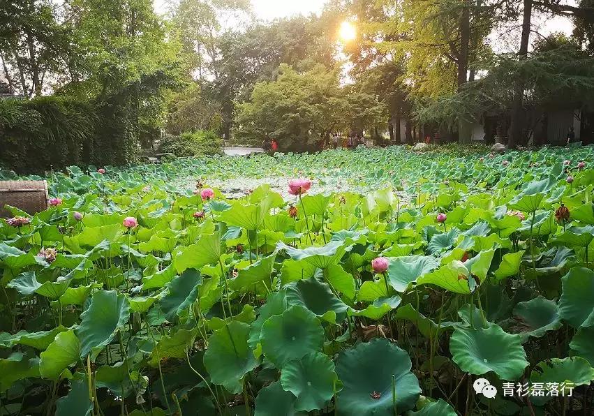 月满易园兰舟、秋莲华西钟楼：诗意生活就在身边，何须远走？