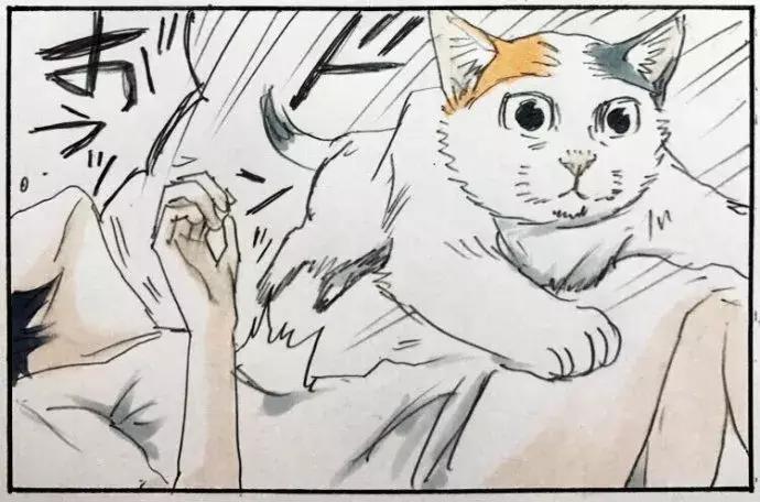 被猫踩了一脚出了一点点血,猫咪被人踩了一脚口吐白沫