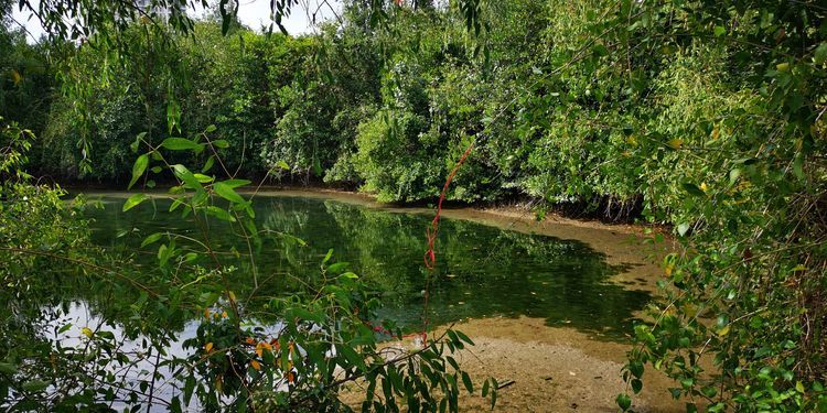 三亚红树林有亲子活动,三亚红树林和海韵