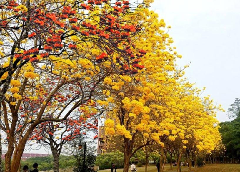 深圳市中心公园足球场有多大,深圳公园足球场有哪些