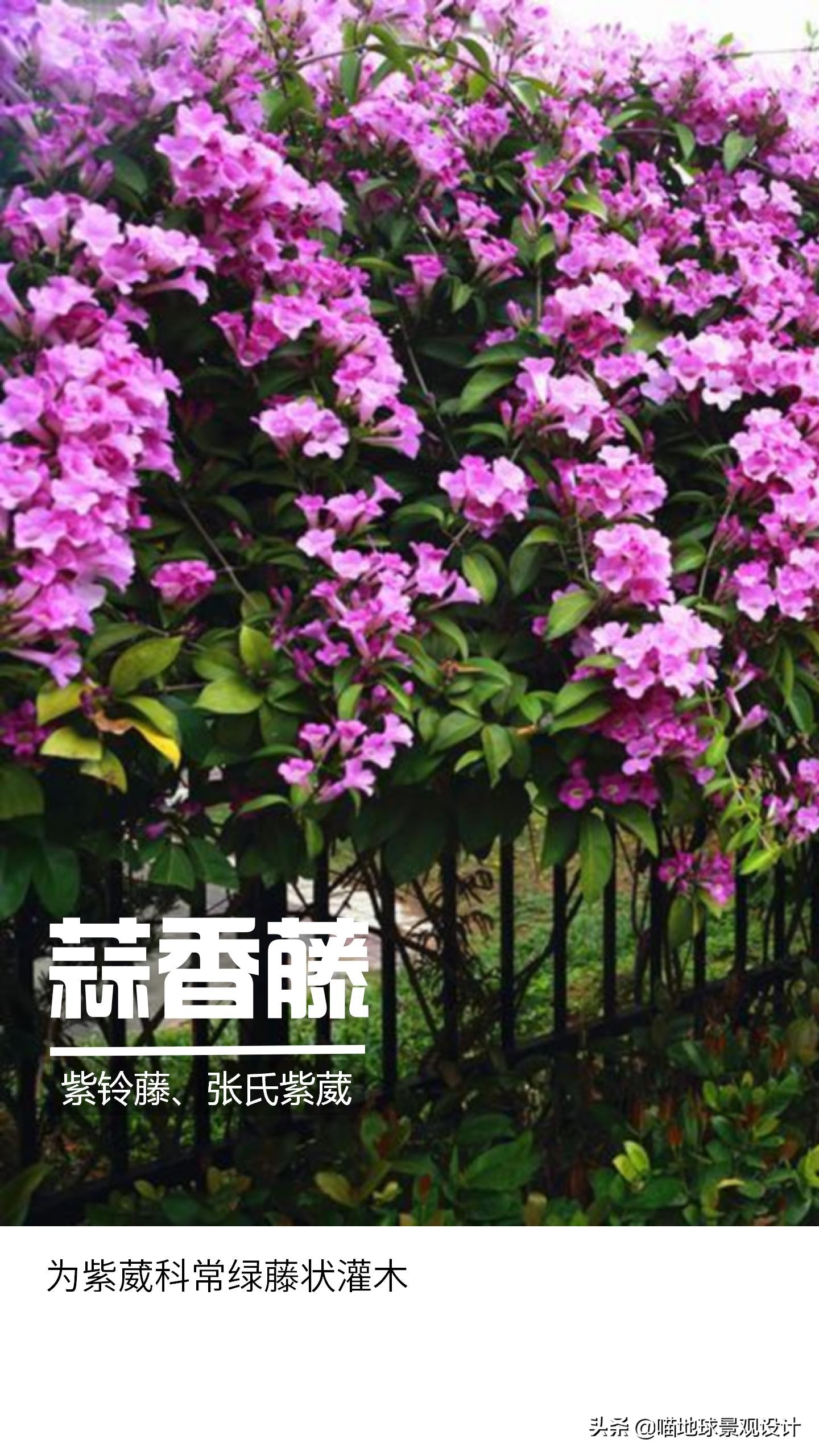 意大利常见的爬藤植物,25种爬藤植物