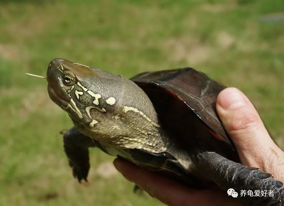 乌龟与鳖龟的生长环境有什么区别,刚到家的龟怎么能快速适应环境
