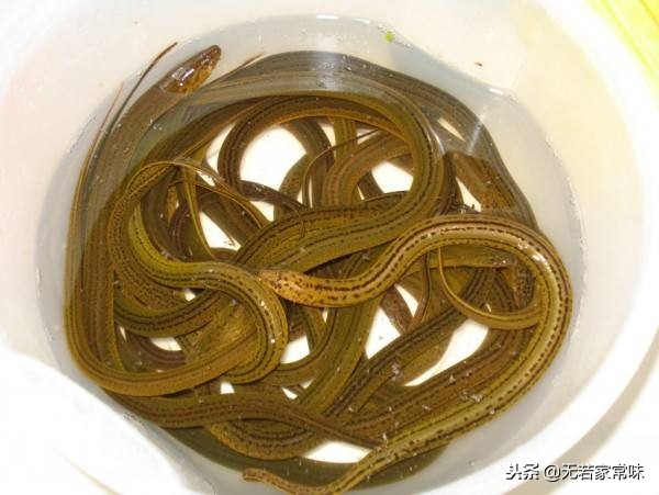 鳝鱼怎么炒才脆,鳝鱼还带粘液熟了吗