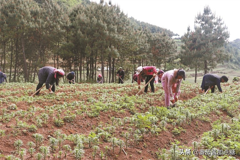 百合整株变黄是什么病,百合病的症状和表现图片