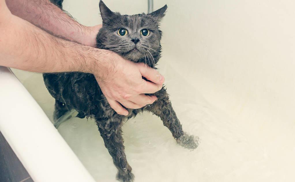 给猫猫洗澡要注意哪几点,怎么给猫洗澡是正确的方式