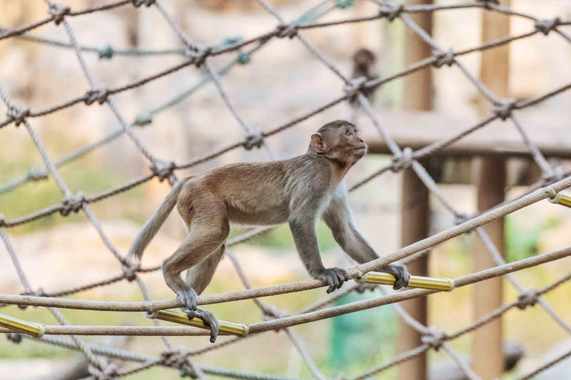 玩转广州长隆野生动物世界之行,广州长隆动物世界游玩攻略图