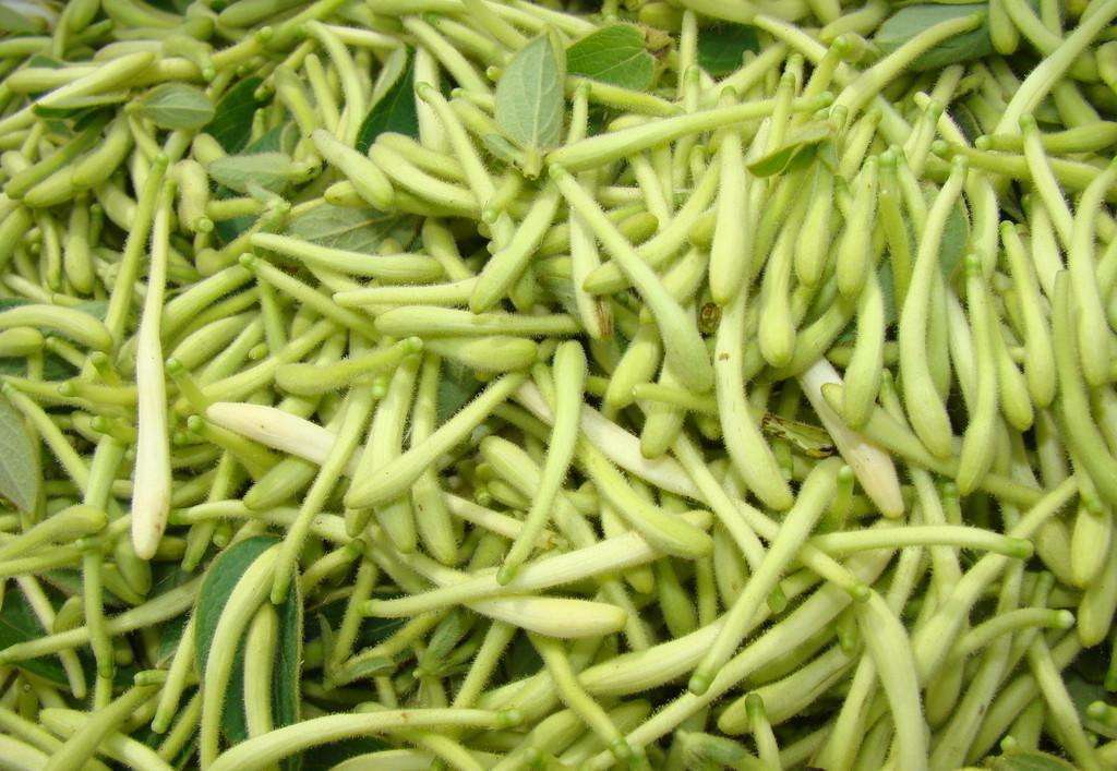 夏天喝茶有什么好吃的,夏天喝茶少不了菊花茶