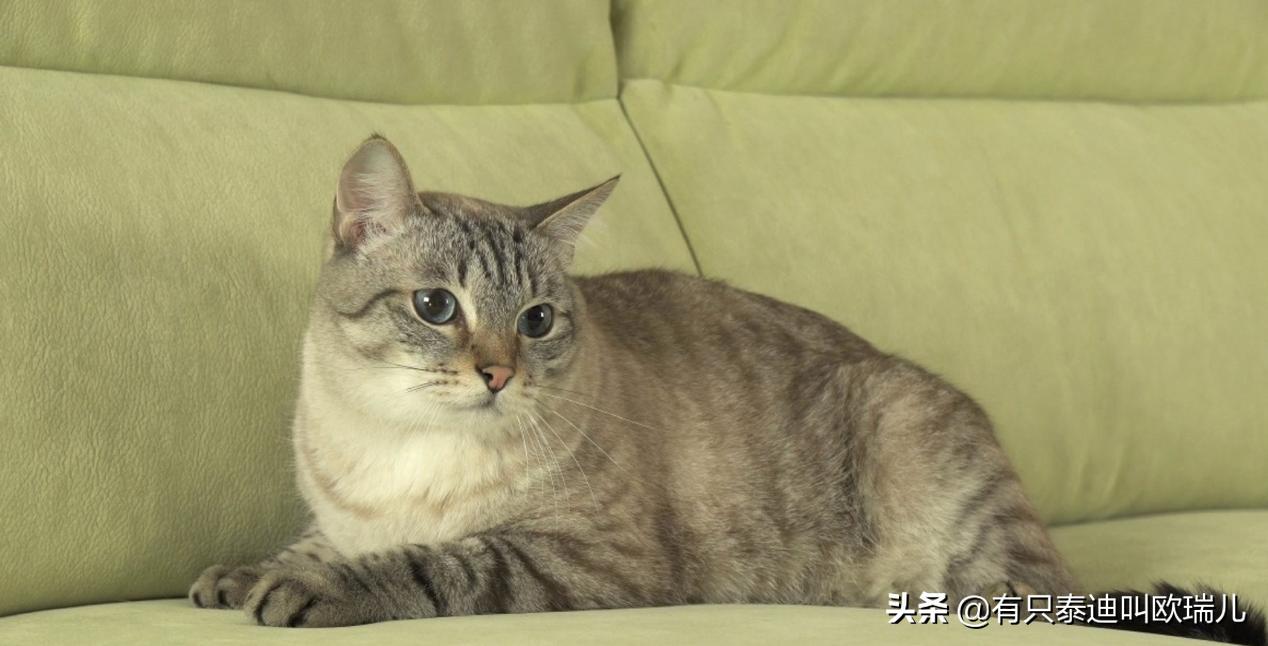 主人不在家猫咪为什么尿床,猫咪尿床怎么办能教训它吗