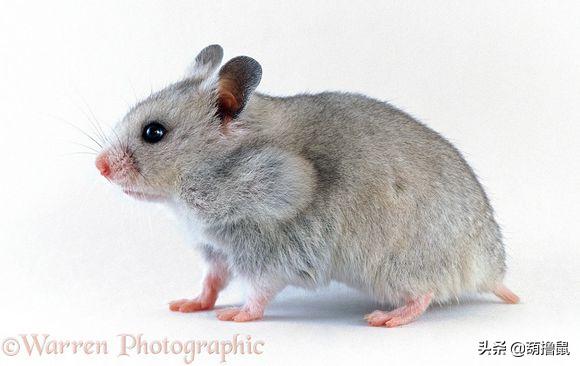 仓鼠繁育注意事项,仓鼠怀孕后的注意事项