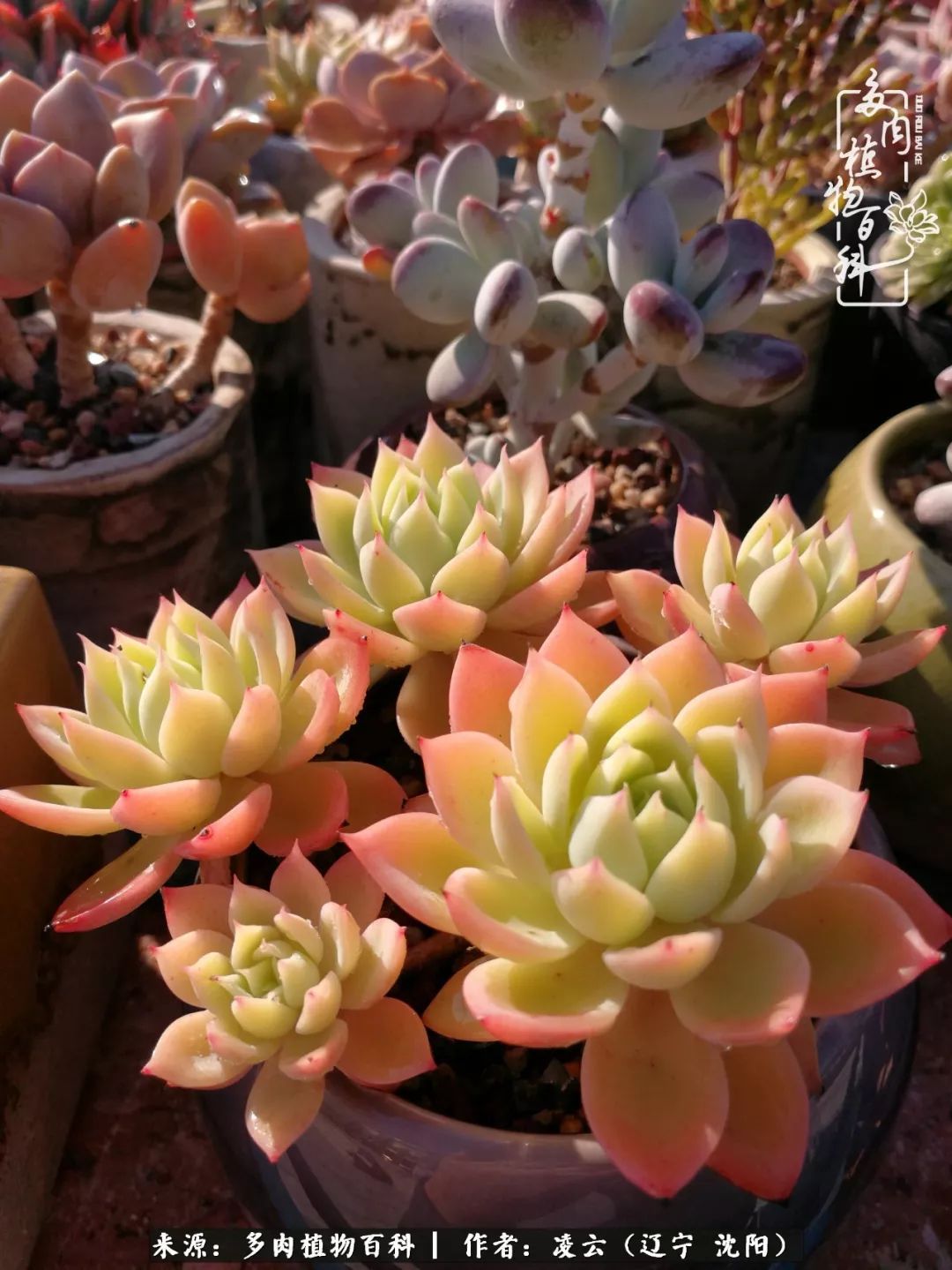 秋闲赏多肉,话育儿,亲生的自家娃,总有一刻让你怦然心动