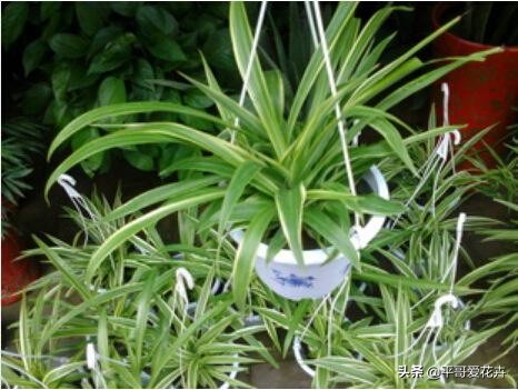 如何让绿萝1星期内死亡,家里芦荟根死怎么救活