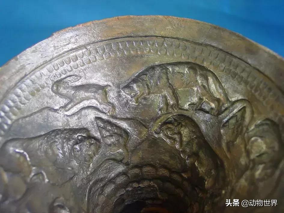 狮虎重叠区域,狮虎历史