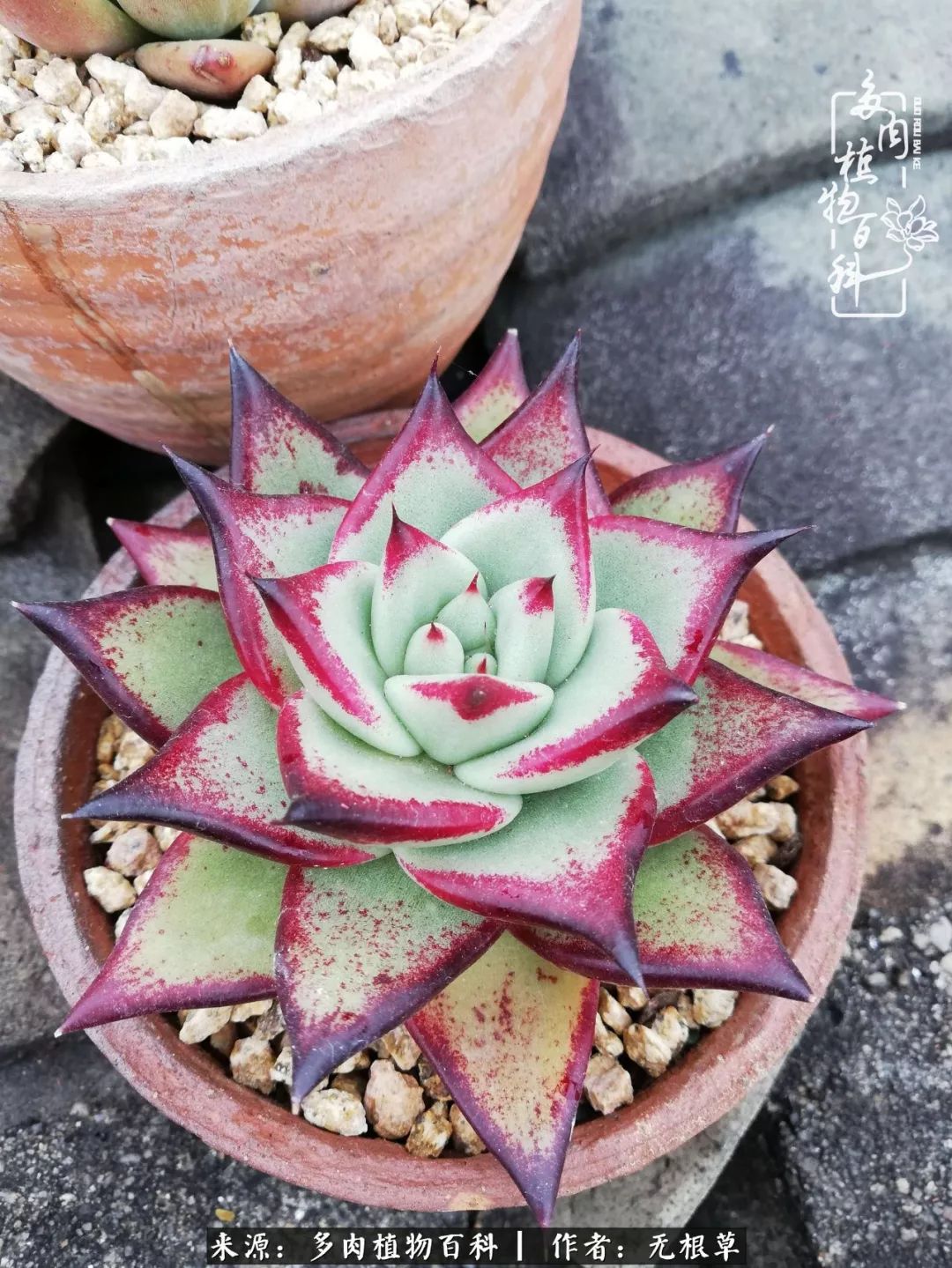 多肉寒冬中茁壮成长,多肉岁月的沉淀