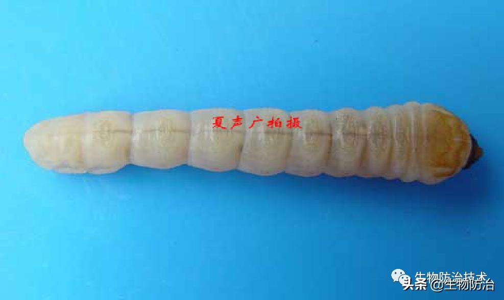 蛀干害虫是钻蛀害虫吗,果树枝干钻蛀害虫图片