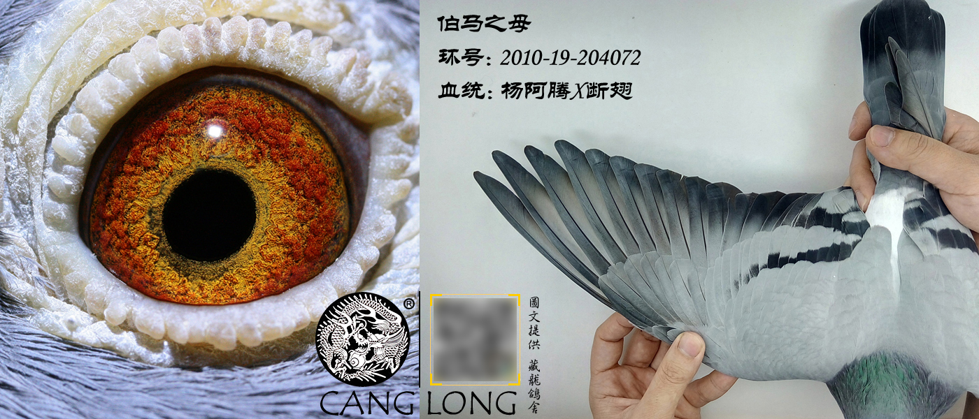 刚抓来的成年伯劳该怎么饲养,初养伯劳鸟的饲养方法