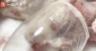 男子当街踢死小猫后续上海,小猫被小男孩虐待暴打