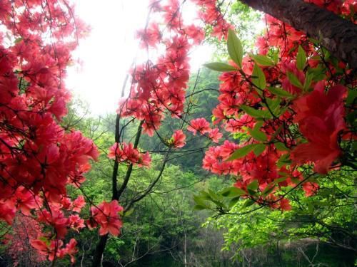 世界上梦幻的树有哪几棵,世界上一共有多少棵大树