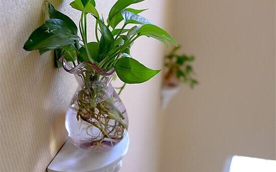 绿萝养殖方法和注意事项和技巧,绿萝的养殖方法和注意事项有什么