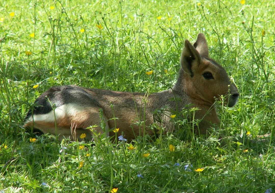动物界一生一夫一妻制的动物,坚守一夫一妻