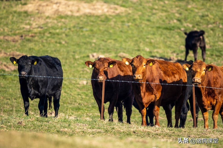 养殖课堂｜牛结节性皮肤病诊断及防控