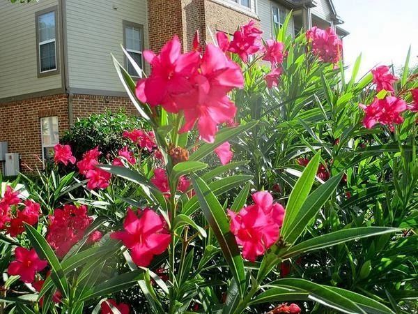 被剧毒毁了名声的宝藏工具树，除了毒你真的找不到它别的黑点