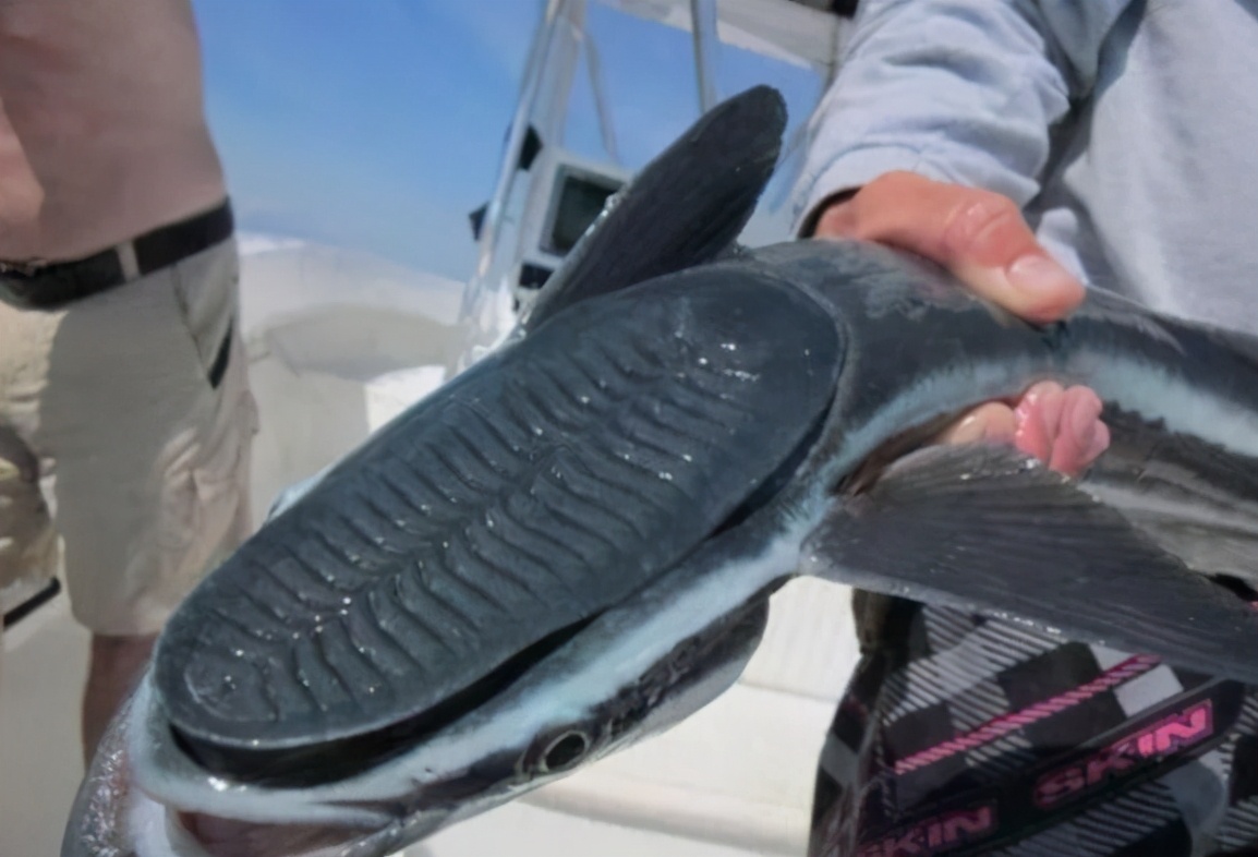 敢在鲨鱼背上撒野的吸盘鱼，曾被当做“猎鱼”，最爱搭顺风车周游