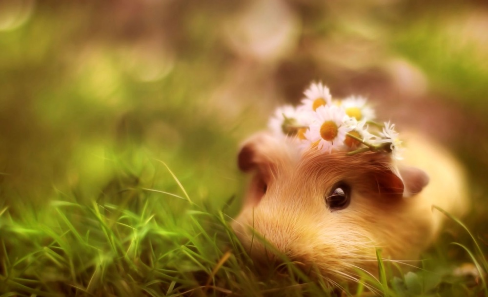 教你如何使用awk处理文本内容,怎么用awk筛选文本