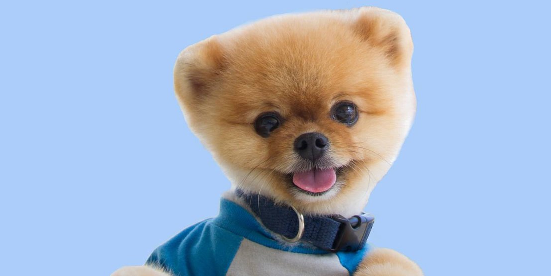 人不如狗系列——Instagram上身价最高的十只汪