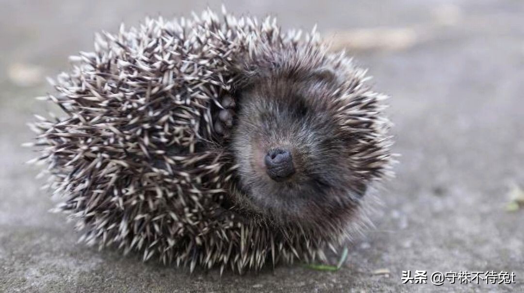 母刺猬会不会扎小刺猬,刺猬会不会生小刺猬