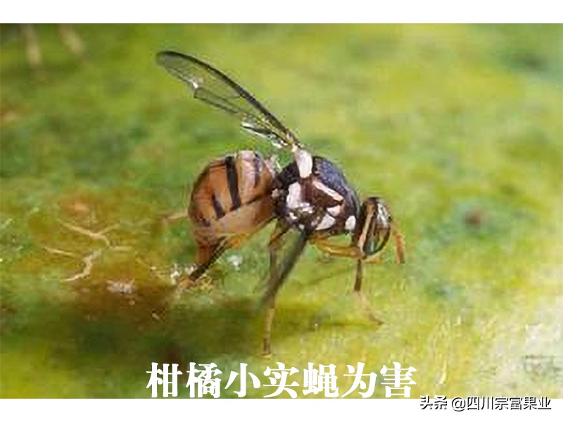 柑橘小实蝇,柑橘小实蝇雄虫与雌虫的区别