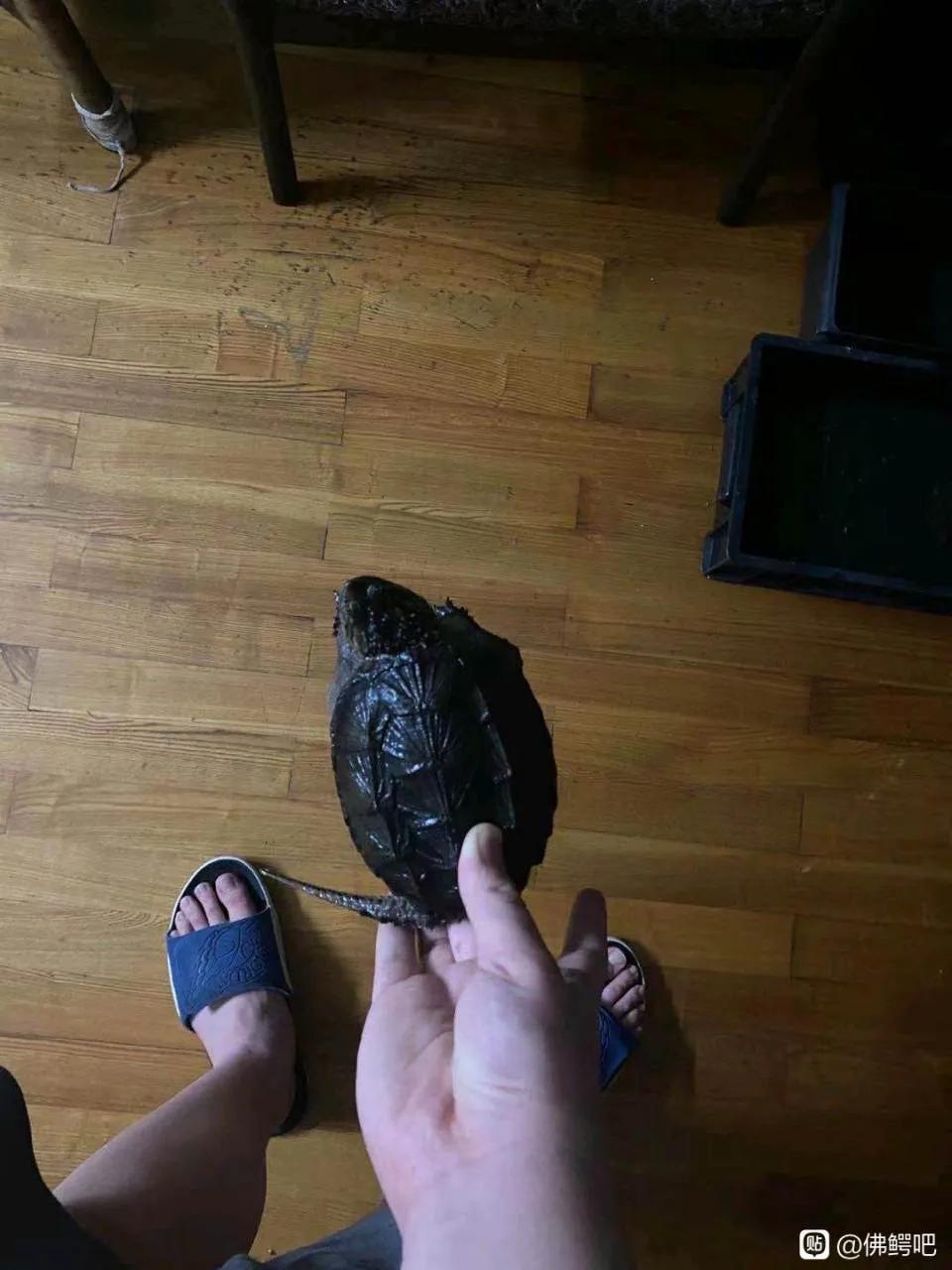 鳄龟的饲养方法和技巧,鳄龟多大缸适合