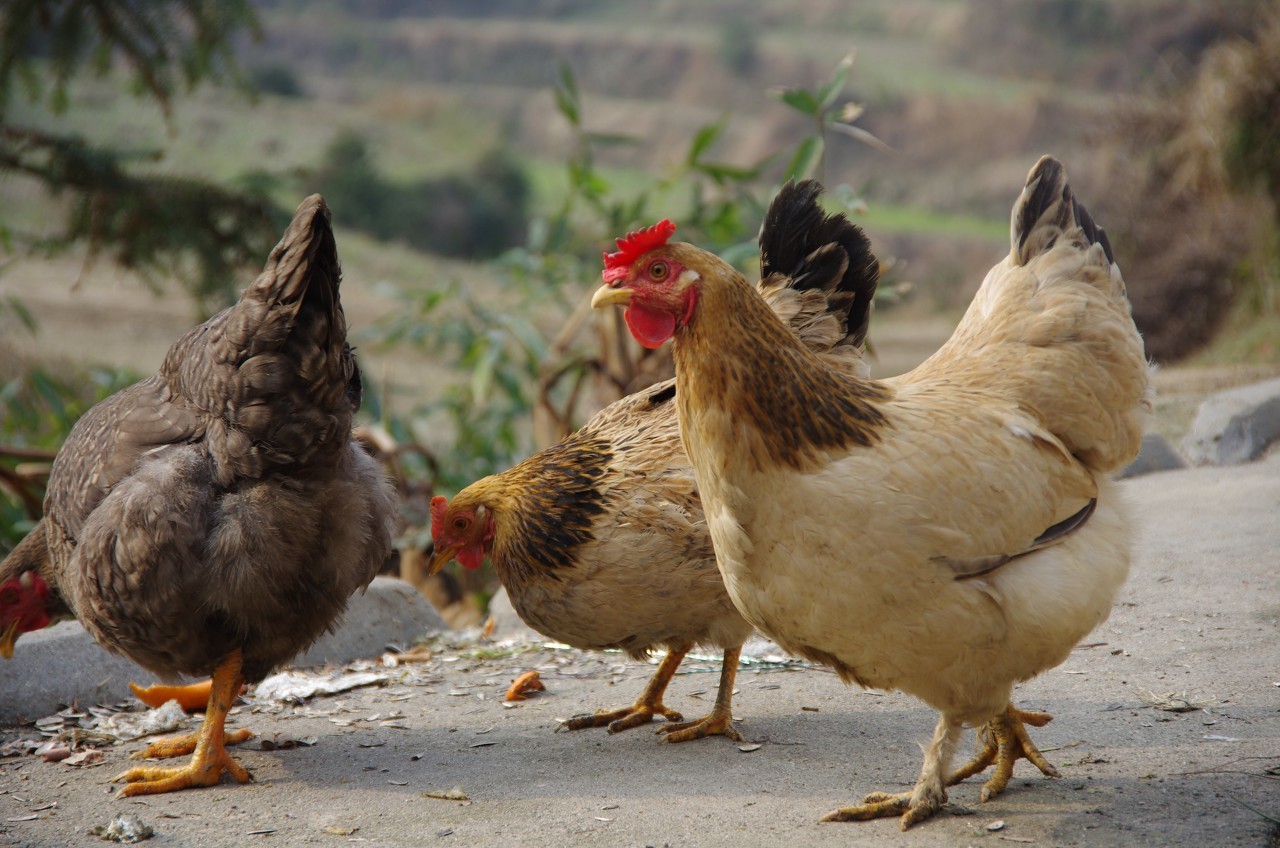 养鸭和鹅哪个养殖成本高,养殖鹅养殖鸭哪个经济效率高